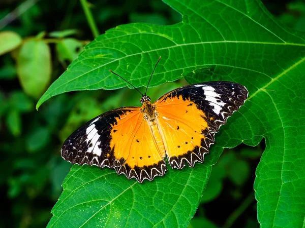 Εσωτερικη Πορτοκαλί Πεταλούδα Για Πράσινο Φύλλο — Φωτογραφία Αρχείου
