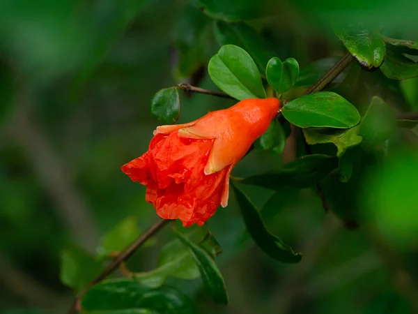 Close Pomegranate Flower Branch Green Background Punica Granatum — Stock Photo, Image