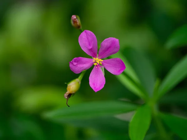 Zbliżenie Kwiatów Paniculatum Talinum — Zdjęcie stockowe