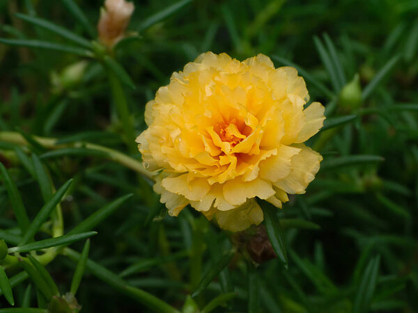 Portulaca flower in garden. (Portulaca oleracea)