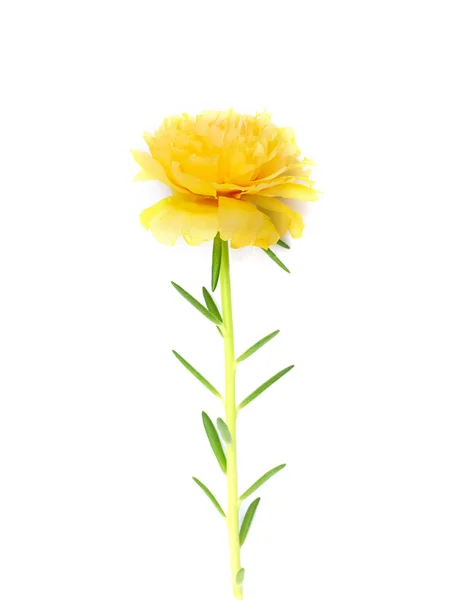 Квітка Портулаки Крупним Планом Білому Тлі Портулака Олерація — стокове фото