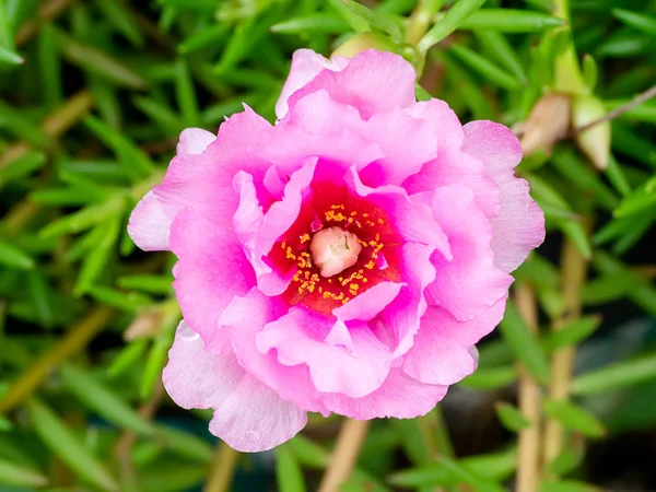 Portulaca Fleur Dans Jardin Portulaca Oleracea — Photo