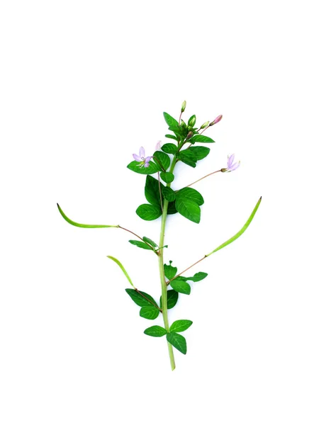 Cleome Rutidosperma Plant White Background — Stock Photo, Image