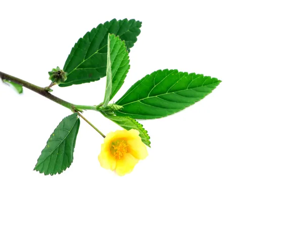 Primer Plano Flor Malva Del País Sobre Fondo Blanco —  Fotos de Stock