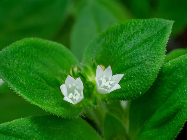 Fiori Bianchi Selvatici Con Foglia Sfondo Scuro — Foto Stock