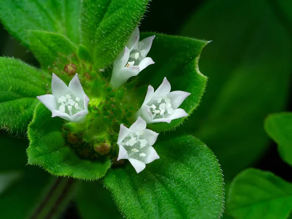 White Wild Flowers Leaf Dark Background — Stock Photo, Image