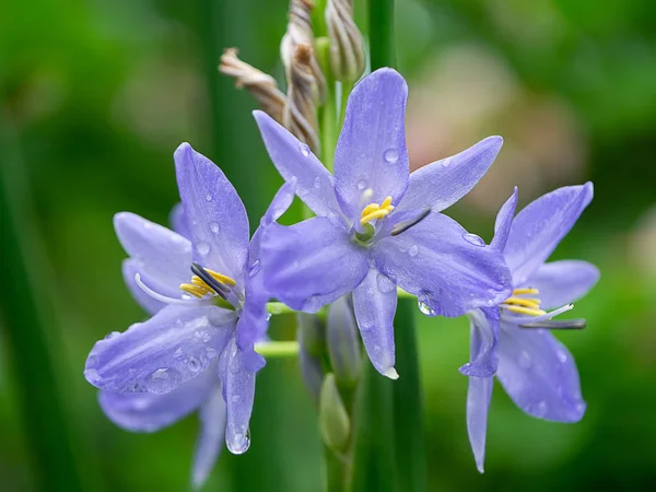 Cerrar Flor Violeta Con Gota Agua Monochoria Elata Ridl — Foto de Stock