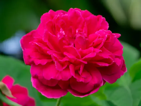 Темно Розовый Цветок Дамасской Розы Rosa Damascena — стоковое фото