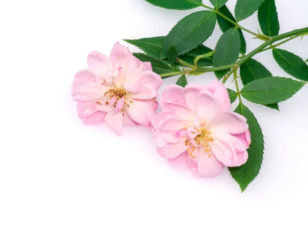Κοντινό Πλάνο Ροζ Damask Αυξήθηκε Λουλούδι Φύλλα Άσπρο Φόντο Rosa — Φωτογραφία Αρχείου