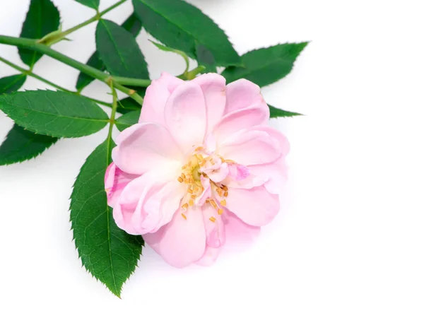 Close Pink Damask Rose Flower Leaves White Background Rosa Damascena — Stock Photo, Image