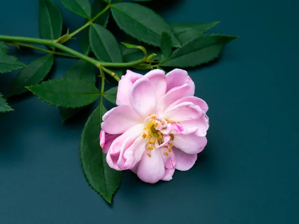 Close up pink of Damask Rose flower with leaves on dark green background. (Rosa damascena)