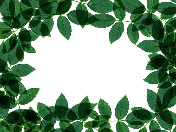 Закрыть Зеленый Лист Фоне Розы Fabdamascena Белом — стоковое фото