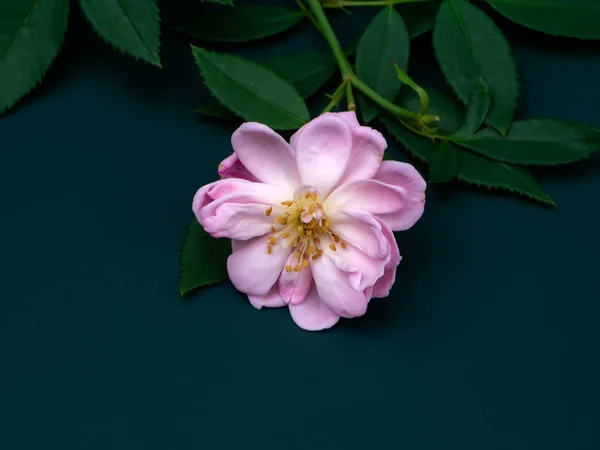 Κοντινό Πλάνο Ροζ Damask Αυξήθηκε Λουλούδι Φύλλα Σκούρο Πράσινο Φόντο — Φωτογραφία Αρχείου