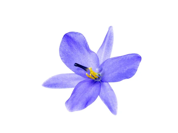 Nahaufnahme Violette Blüte Auf Weißem Hintergrund Monochoria Elata Ridl Mit — Stockfoto