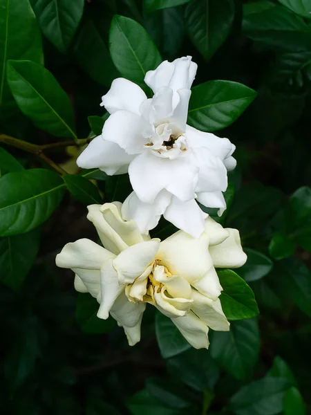 Белый Цветок Gardenia Jasminoides Темно Зеленых Листьях — стоковое фото