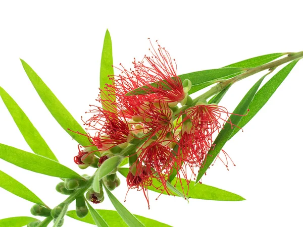 Pleurant Bouteille Pinceau Fleur Sur Fond Blanc Callistemon Viminalis — Photo