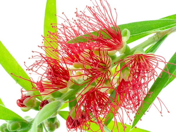 Pleurant Bouteille Pinceau Fleur Sur Fond Blanc Callistemon Viminalis — Photo