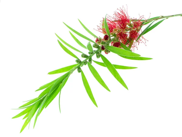 Huilen Flessenwisser Bloem Witte Achtergrond Callistemon Viminalis — Stockfoto