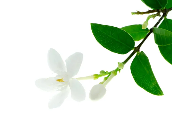 Närbild Korall Virvel Blomma Vit Bakgrund Wrightia Antidysenterica — Stockfoto