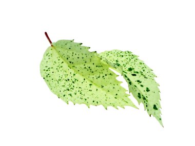 Çin gül ya da ayakkabı çiçek yaprak beyaz zemin üzerine kapatın. (Hibiscus rosa-sinensis)