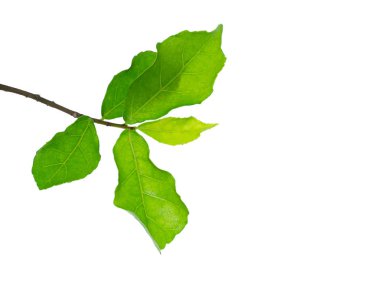 Beyaz arka plan (Streblus asper ağaç Siyam kaba bush yapraklarda kapatın)