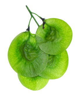 Taze Birmanya Rosewood, Andaman sekoya veya dörtlü ahşap (Pterocarpus macrocarpus) tohumları beyaz arka plan üzerinde Kapat.