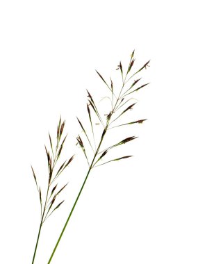 Altın sakal çim beyaz zemin üzerine kapatın. (Chrysopogon aciculatus)