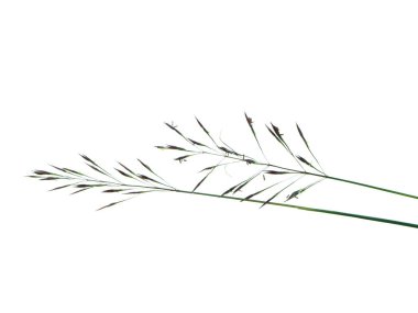 Altın sakal çim beyaz zemin üzerine kapatın. (Chrysopogon aciculatus)