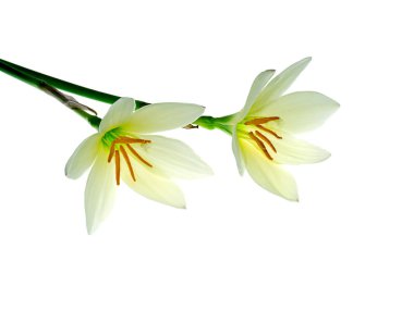 Güzel yumuşak sarı yağmur zambak çiçeği (Zephyranthes Lily) beyaz arka plan.