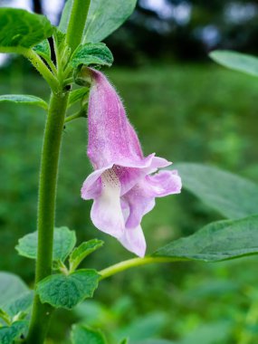 Sasame çiçek ağaç üzerinde. (Sesamum orientale)