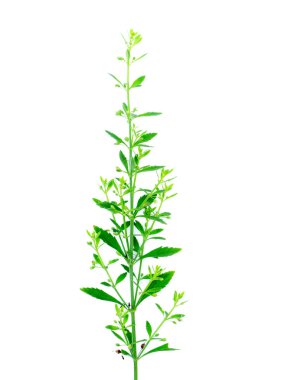 Çimen Macao çay, tatlı Broomweed beyaz arka plan üzerinde beyaz çiçek. (Scoparia dulcis Linn)