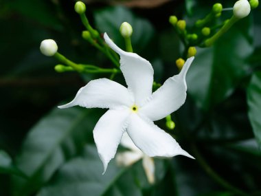 Mercan girdap çiçeği (Wrightia antidysenterica yakın çekim)