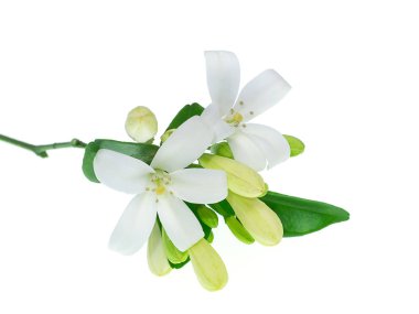 Beyaz arka planda Beyaz Turuncu Yasemin veya Çin Kutu Çiçeği (Murraya paniculata)