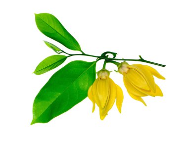 Beyaz arka planda ylang-ylang, ilang-ilang, manorangini, hara-champa veya kantali champa kokuları var..