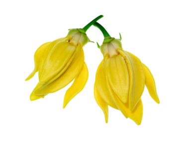 Beyaz arka planda ylang-ylang, ilang-ilang, manorangini, hara-champa veya kantali champa kokuları var..