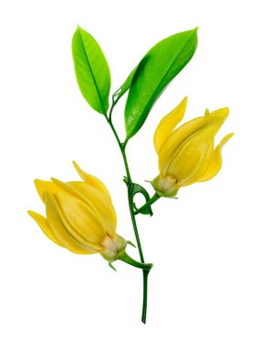 Beyaz arka planda ylang-ylang, ilang-ilang, manorangini, hara-champa veya kantali champa kokuları var..