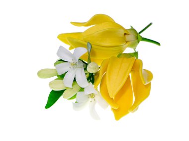 Ylang-ylang, ilang-ilang veya manorangini beyaz turuncu Yasemin çiçek ile tırmanma güzel kokulu çiçekler.