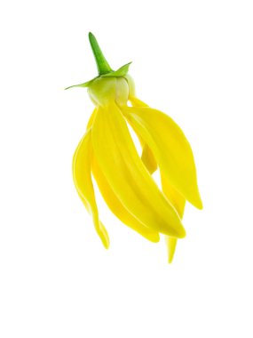 Beyaz arka planda ylang-ylang, ilang-ilang, manorangini, hara-champa veya kantali champa kokuları var..