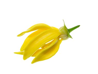 Beyaz arka planda ylang-ylang, ilang-ilang, manorangini, hara-champa veya kantali champa kokuları var..