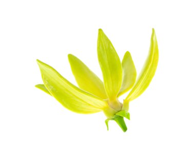 Tırmanma ylang-ylang, ilang-ilang, manorangini, hara-champa veya kantali champa beyaz zemin üzerine sarı kokulu çiçekler kadar kapatın.