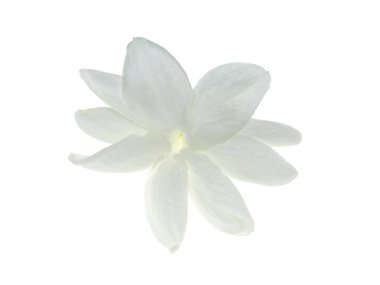 Beyaz arka plan üzerinde beyaz Yasemin çiçeği izole, yakın çekim.