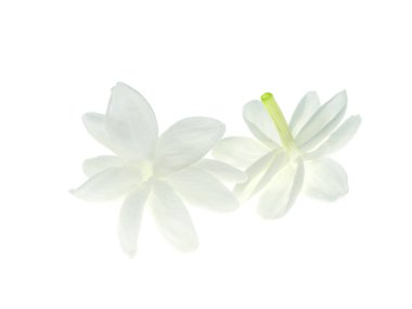 Beyaz arka plan üzerinde beyaz Yasemin çiçeği izole, yakın çekim.