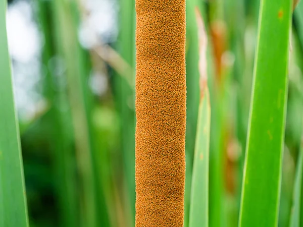 Close Narrow Leaved Cattail Soft Flag Plant Typha Angustifolia — Stock Photo, Image