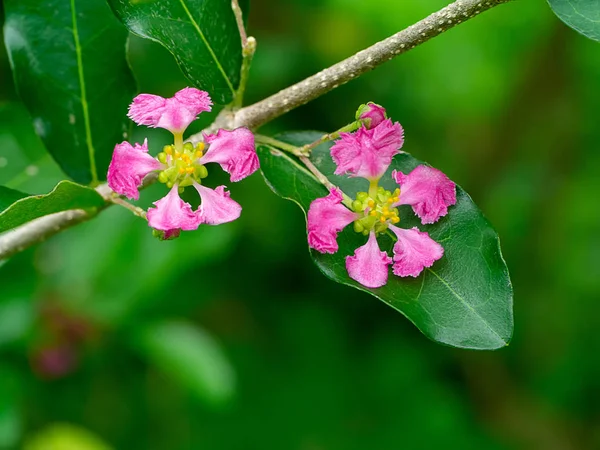 Bliska Barbados Lub Acerola Cherry Kwiat Glycyrrhiza Malpighia — Zdjęcie stockowe