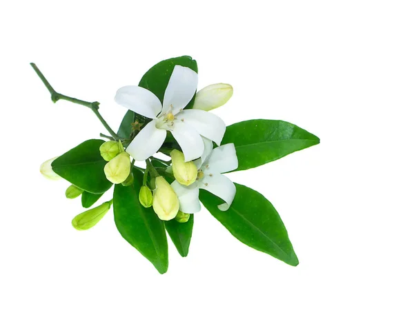 Jazmín Naranja Blanco Flor Caja China Murraya Paniculata Sobre Fondo —  Fotos de Stock