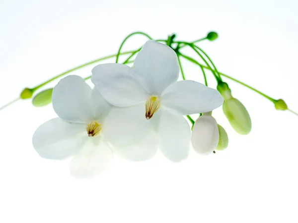 Közelkép Wrightia Religiosa Benth Növény Fehér Háttér — Stock Fotó