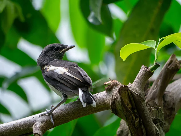 Zwarte Witte Vogel Tak — Stockfoto