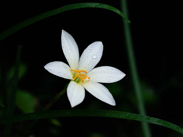 Bela Flor Lírio Chuva Zephyranthes Lily Fundo Escuro — Fotografia de Stock