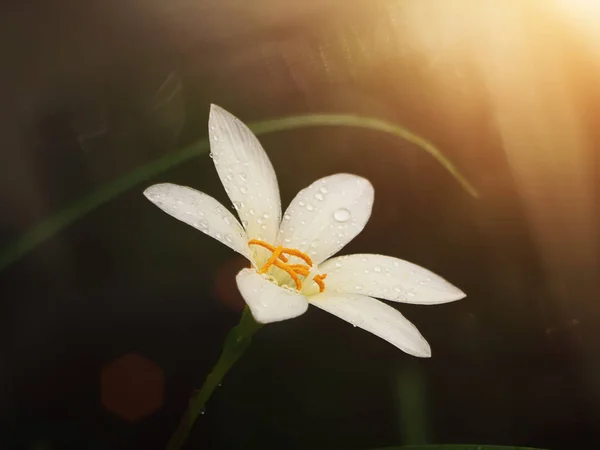 Bela Flor Lírio Chuva Zephyranthes Lily Fundo Escuro Com Luz — Fotografia de Stock