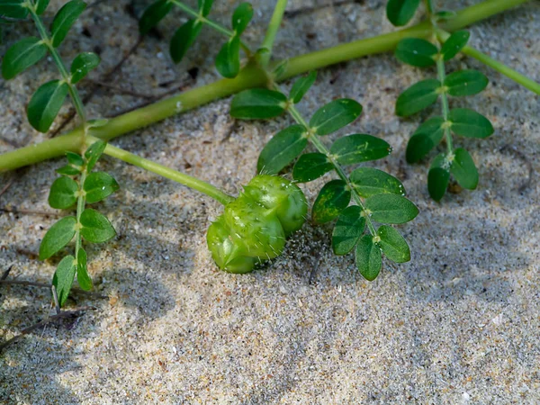 Κοντινό Πλάνο Από Φυτό Tribulus Terrestris Πάνω Στην Άμμο — Φωτογραφία Αρχείου